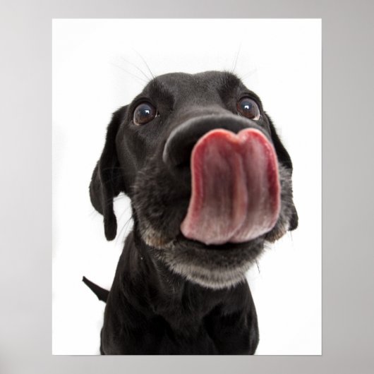 Zwarte labrador die zijn neus slaat poster (Voorkant)