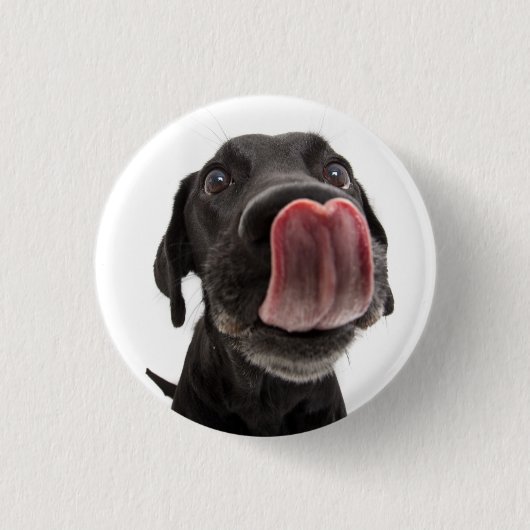 Zwarte labrador die zijn neus slaat ronde button 3,2 cm (Voorkant)