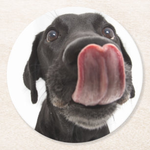Zwarte labrador die zijn neus slaat ronde kartonnen onderzetter