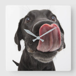 Zwarte labrador die zijn neus slaat vierkante klok
