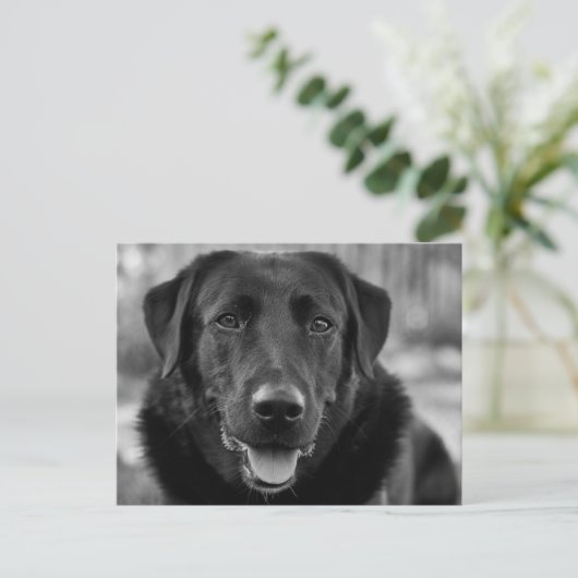 Zwarte Labrador Foto Huisdier Hond Briefkaart (Staand voorkant)