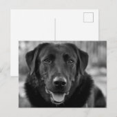 Zwarte Labrador Foto Huisdier Hond Briefkaart (Voorkant / Achterkant)