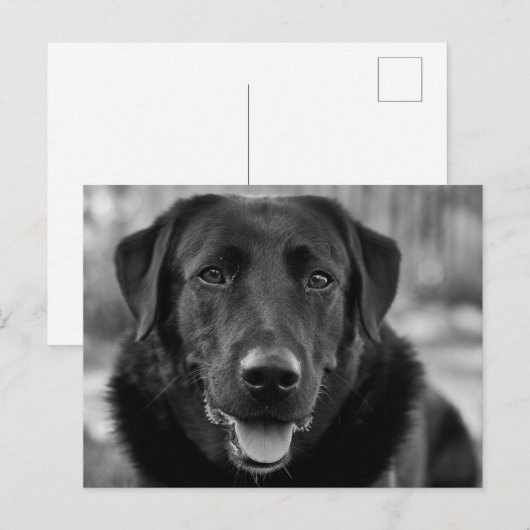 Zwarte Labrador Foto Huisdier Hond Briefkaart (Voorkant / Achterkant)