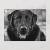 Zwarte Labrador Foto Huisdier Hond Briefkaart (Voorkant)