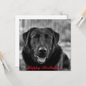 Zwarte Labrador foto huisdier hond  Kaart (Voorkant / Achterkant in situ)