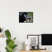 Zwarte Labrador Hond Poster (Thuiskantoor)