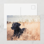 Zwarte labrador in droog gras briefkaart (Voorkant / Achterkant)