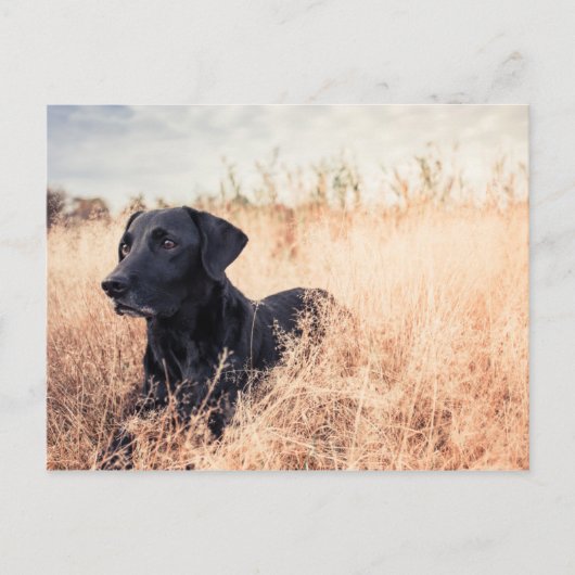 Zwarte labrador in droog gras briefkaart (Voorkant)