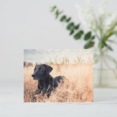 Zwarte labrador in droog gras briefkaart (Staand voorkant)