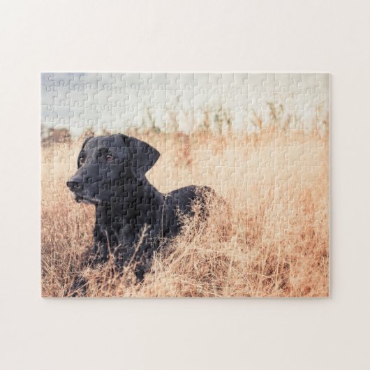 Zwarte labrador in droog gras legpuzzel (Horizontaal)