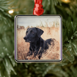 Zwarte labrador in droog gras metalen ornament