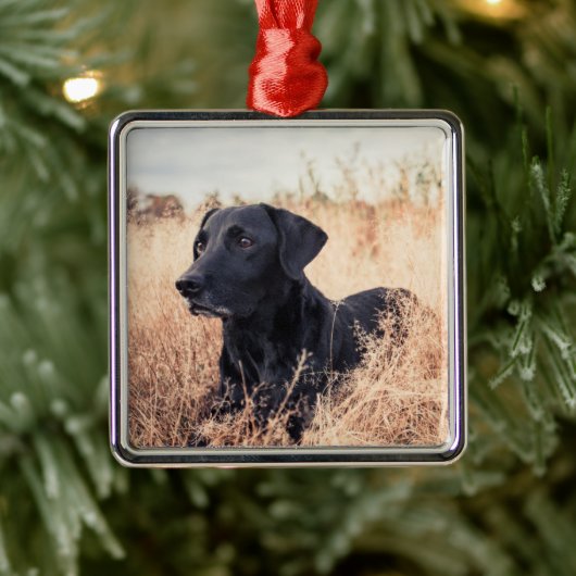 Zwarte labrador in droog gras metalen ornament (Boom)