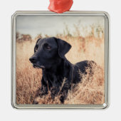 Zwarte labrador in droog gras metalen ornament (Voorkant)