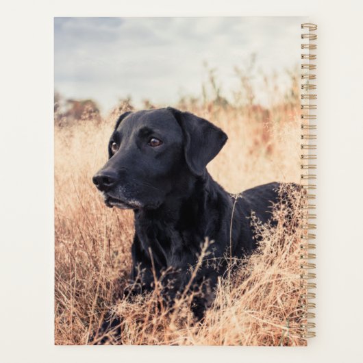 Zwarte labrador in droog gras planner (Achterkant)