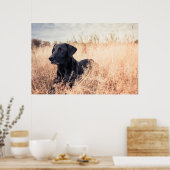 Zwarte labrador in droog gras poster (Keuken)