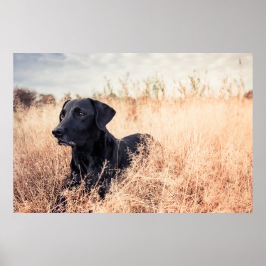 Zwarte labrador in droog gras poster (Voorkant)