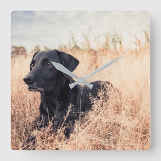 Zwarte labrador in droog gras vierkante klok (Voorkant)
