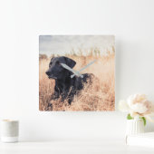 Zwarte labrador in droog gras vierkante klok (Huis)