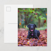 Zwarte labrador in valleien briefkaart (Voorkant / Achterkant)