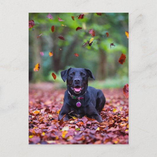 Zwarte labrador in valleien briefkaart (Voorkant)