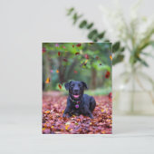 Zwarte labrador in valleien briefkaart (Staand voorkant)