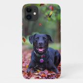 Zwarte labrador in valleien Case-Mate iPhone case (Achterkant)