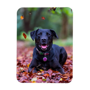 Zwarte labrador in valleien magneet