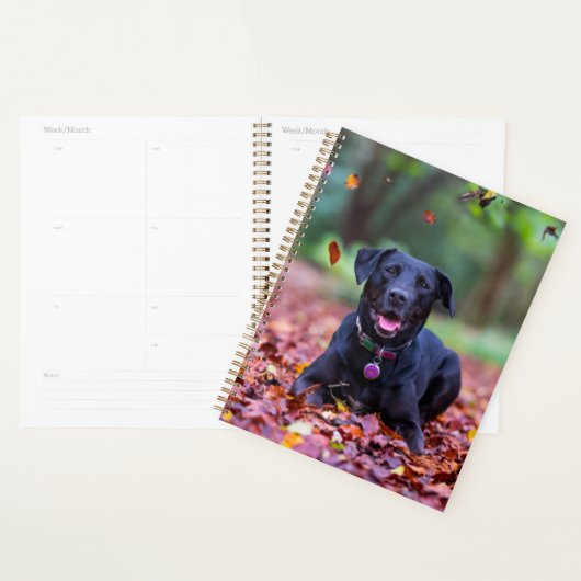 Zwarte labrador in valleien planner (Display)