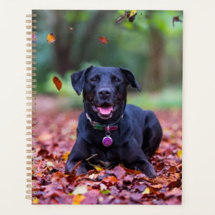 Zwarte labrador in valleien planner