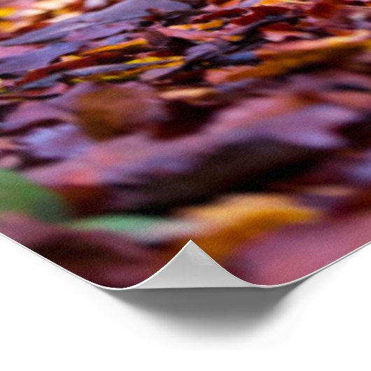 Zwarte labrador in valleien poster (Hoek)