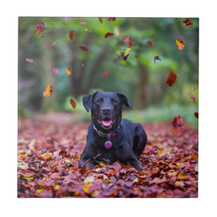 Zwarte labrador in valleien tegeltje
