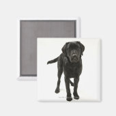 Zwarte labrador magneet (Voorkant / Achterkant)