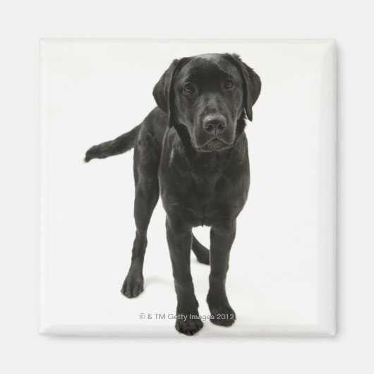 Zwarte labrador magneet (Voorkant)