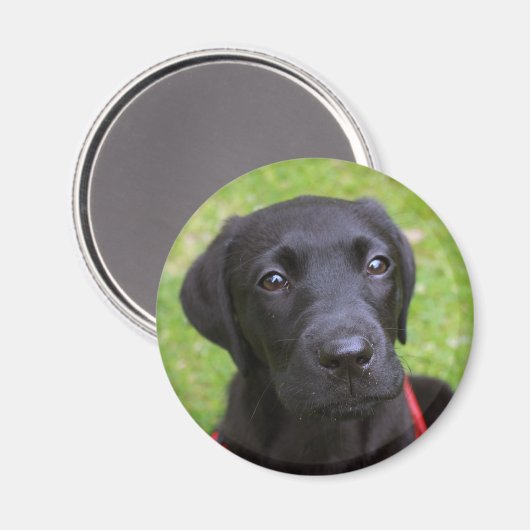 Zwarte Labrador magneet (Voorkant / Achterkant)