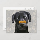 Zwarte labrador met bot op nose 2 briefkaart (Voorkant / Achterkant)