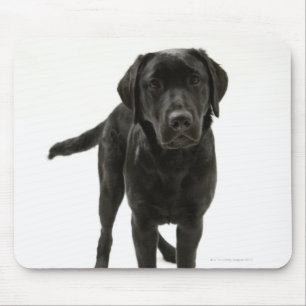 Zwarte labrador muismat