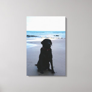 Zwarte labrador op een strand canvas afdruk