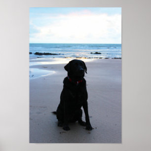 Zwarte labrador op een strand poster