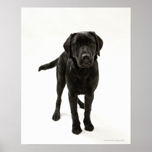 Zwarte labrador poster (Voorkant)