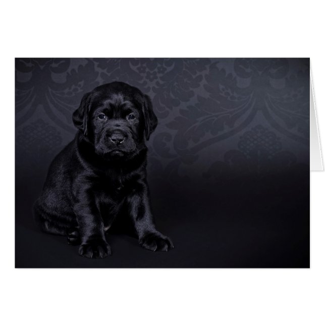 Zwarte labrador puppy (Voorkant Horizontaal)