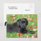 Zwarte Labrador Puppy Herfst - Schattige Dog Black Briefkaart (Voorkant / Achterkant)