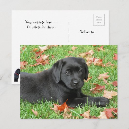 Zwarte Labrador Puppy Herfst - Schattige Dog Black Briefkaart (Voorkant / Achterkant)