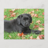 Zwarte Labrador Puppy Herfst - Schattige Dog Black Briefkaart (Voorkant)