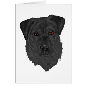 Zwarte Labrador Retriever
