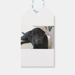 zwarte labrador Retriever Cadeaulabel