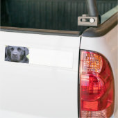 Zwarte Labrador Retriever Hond Bumpersticker (Op Truck)
