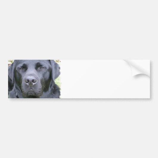 Zwarte Labrador Retriever Hond Bumpersticker (Voorkant)