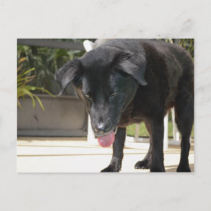 Zwarte Labrador Retriever Hond Close Up Briefkaart