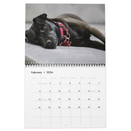Zwarte Labrador Retriever Hond Pet Foto Kalender (Feb 2026)