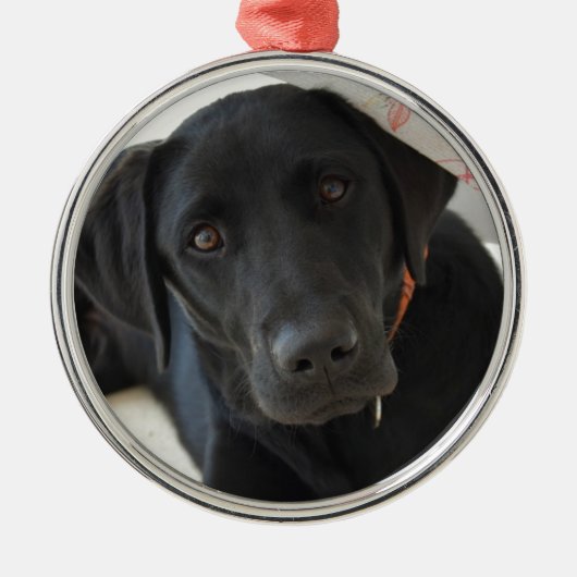  zwarte labrador Retriever Metalen Ornament (Voorkant)
